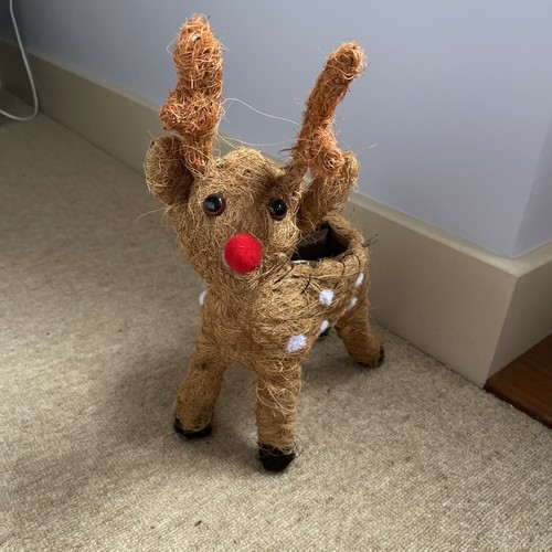Christmas reindeer plant - christmas,